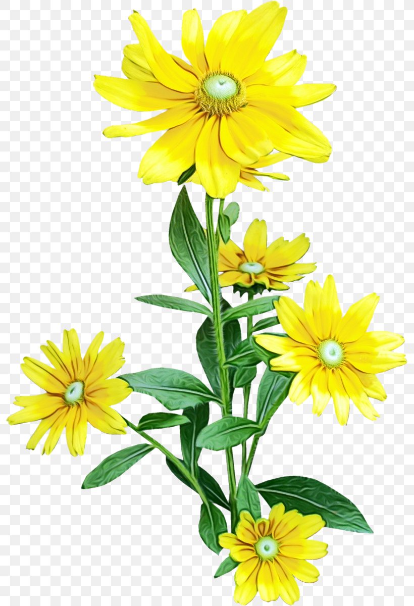 Sunflower, PNG, 797x1200px, Watercolor, Euryops Pectinatus, Flower, Flowering Plant, Jerusalem Artichoke Download Free