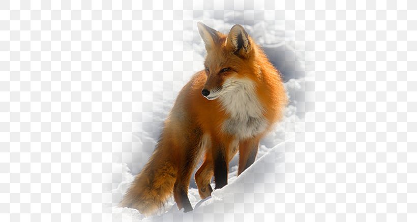 Arctic Fox Red Fox Gray Wolf Animal, PNG, 419x437px, Arctic Fox, Animal, Canidae, Carnivoran, Dhole Download Free