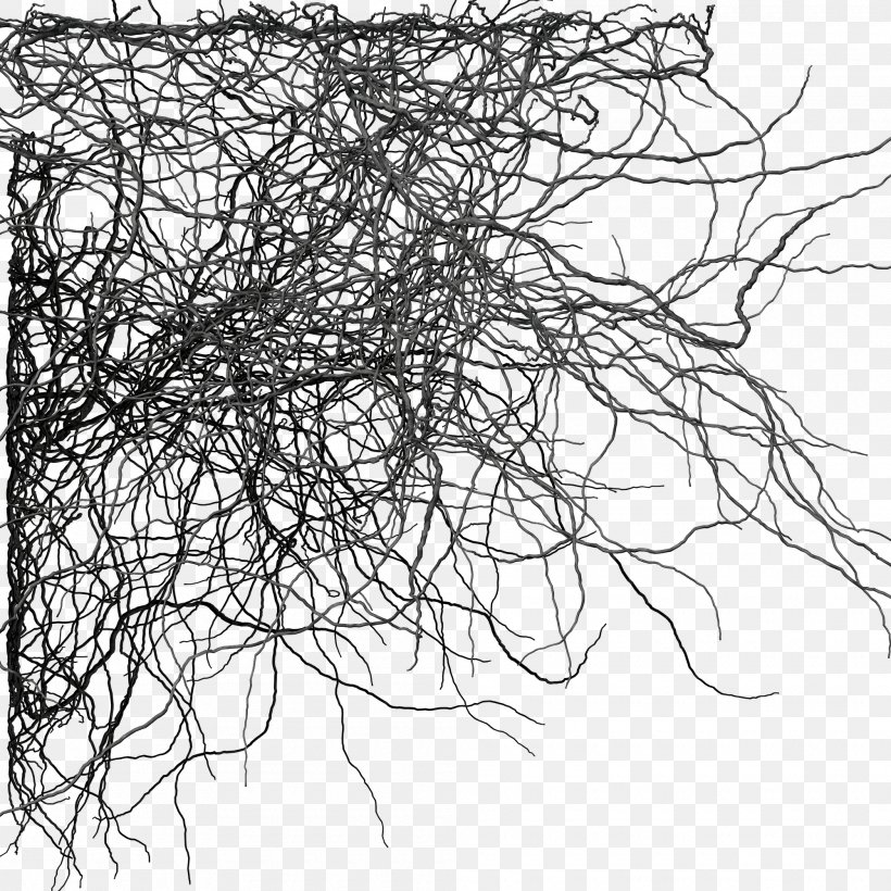 Branch Tree Wallpaper, PNG, 2000x2000px, Branch, Android, Artwork, Black, Black And White Download Free