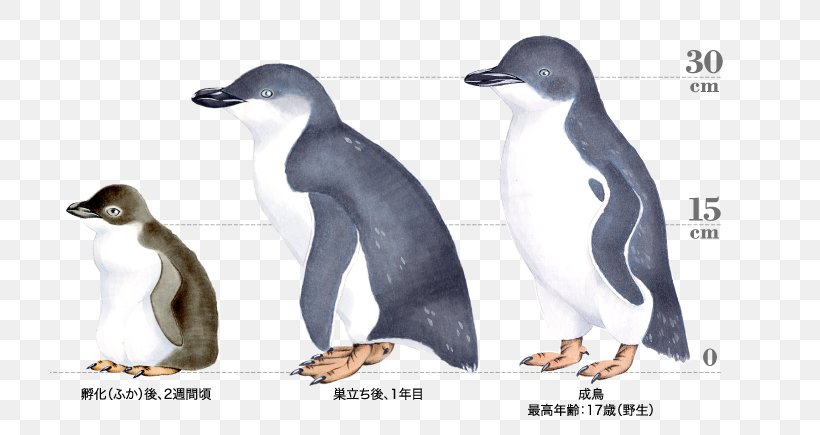 Emperor Penguin Antarctica Humboldt Penguin, PNG, 720x435px, Penguin, African Penguin, Antarctic, Antarctica, Beak Download Free