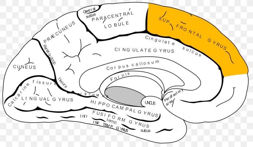 Anterior Cingulate Cortex Cingulate Gyrus Cerebral Cortex Prefrontal Cortex Brain, PNG, 1025x598px, Watercolor, Cartoon, Flower, Frame, Heart Download Free