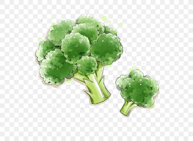 Broccoli Vegetable Food Illustration, PNG, 600x600px, Broccoli, Brassica Oleracea, Capsicum Annuum, Flat Design, Food Download Free