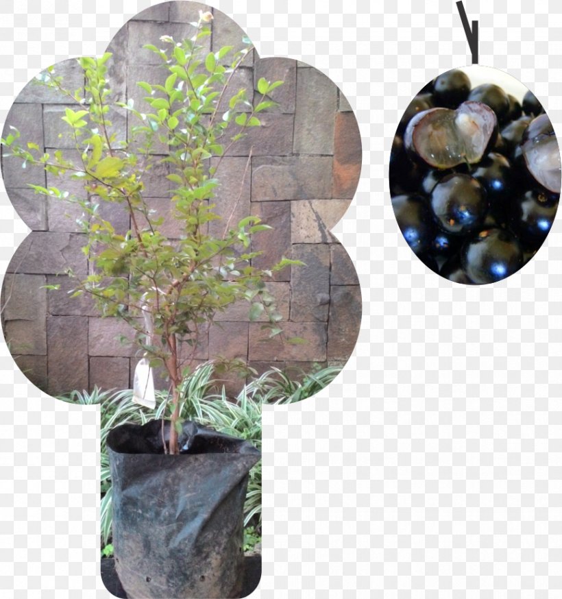 Grape Jabuticaba Tree Myrciaria Fruit, PNG, 865x923px, Grape, Auglis, Benih, Crop, Fertilisers Download Free