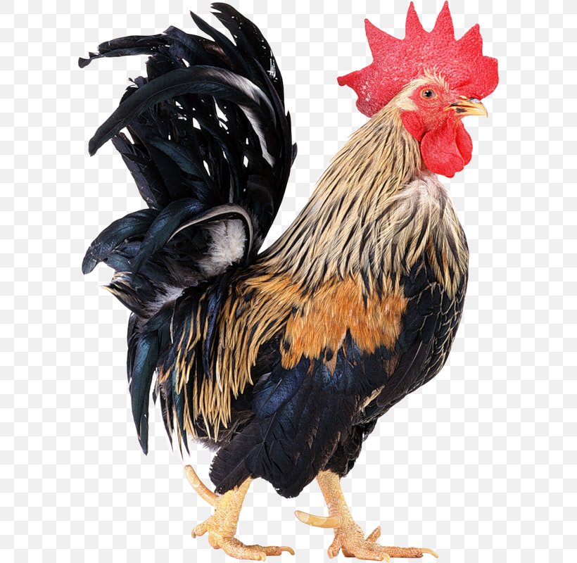 Rooster Chicken Coop Clip Art, PNG, 600x800px, 2017, Rooster, Beak, Bird, Chicken Download Free