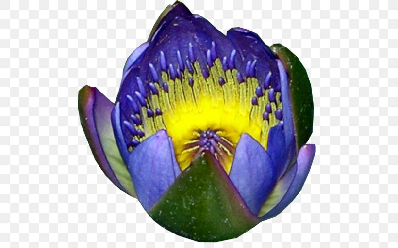 Egyptian Lotus Nymphaea Lotus Water Lilies DeviantArt .com, PNG, 512x512px, Egyptian Lotus, Bottlebrushes, Com, Credit, Dahlia Download Free