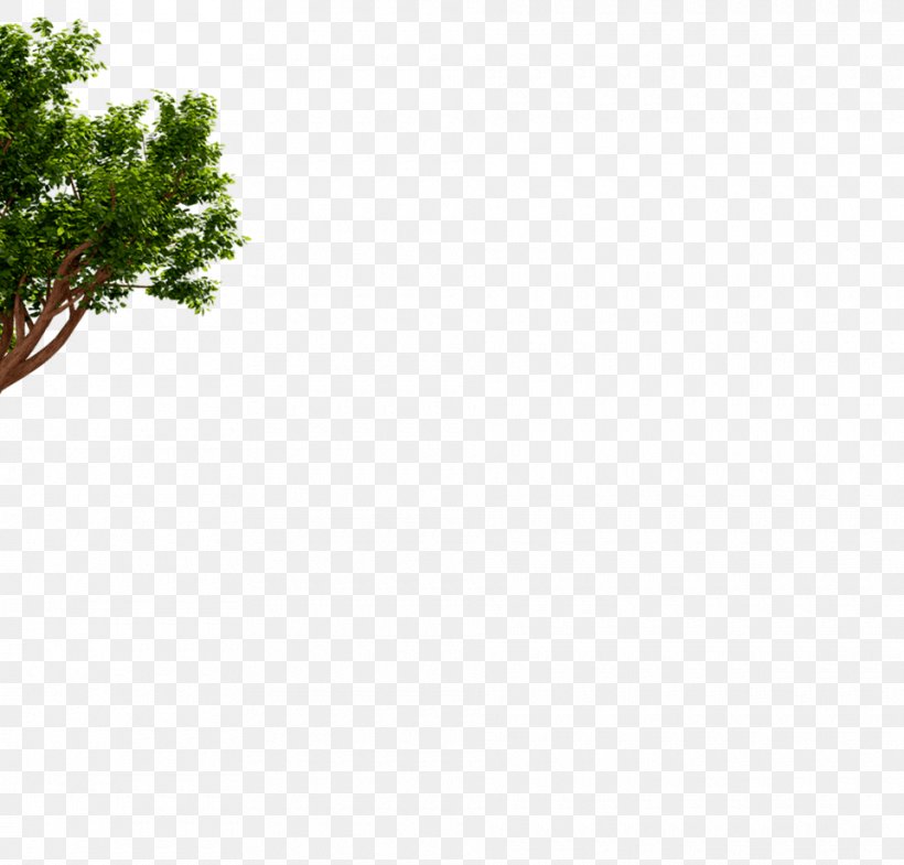 Leaf Branching Sky Plc, PNG, 960x920px, Leaf, Branch, Branching, Grass, Plant Download Free