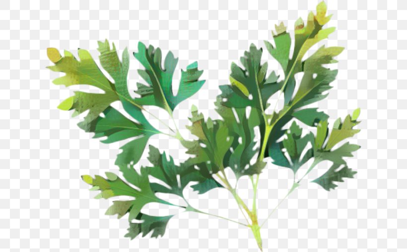 Parsley Lovage Plant Stem Herbalism, PNG, 639x507px, Parsley, Artemisia, Branch, Cinquefoil, Culantro Download Free