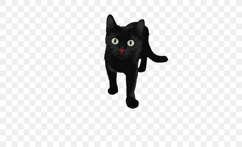 Persian Cat Black Cat, PNG, 500x500px, Persian Cat, Black, Black Cat, Bombay, Carnivoran Download Free