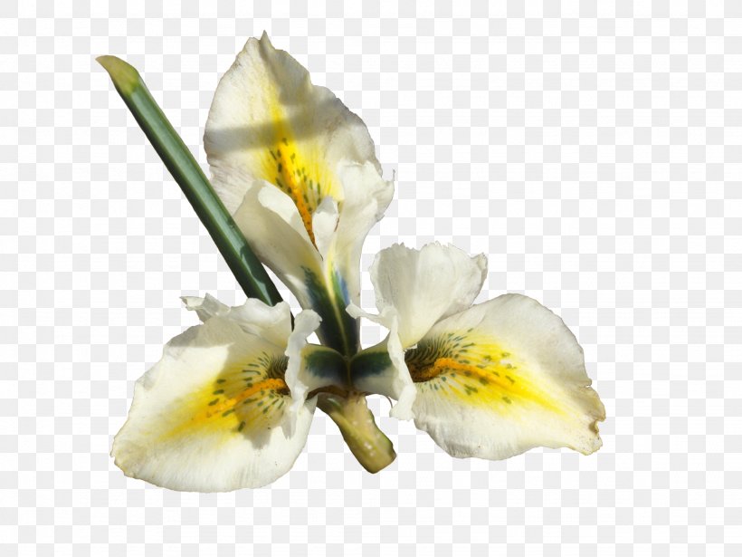 Cut Flowers Netted Iris Iris Pseudacorus Moth Orchids, PNG, 2048x1536px, Flower, Cut Flowers, Flowering Plant, Iris Pseudacorus, Irises Download Free