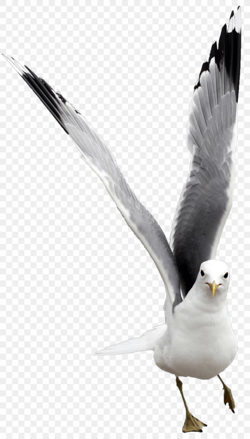 European Herring Gull Gulls Bird Great Black-backed Gull Laridae, PNG, 1373x2412px, European Herring Gull, Animal, Beak, Bird, Charadriiformes Download Free
