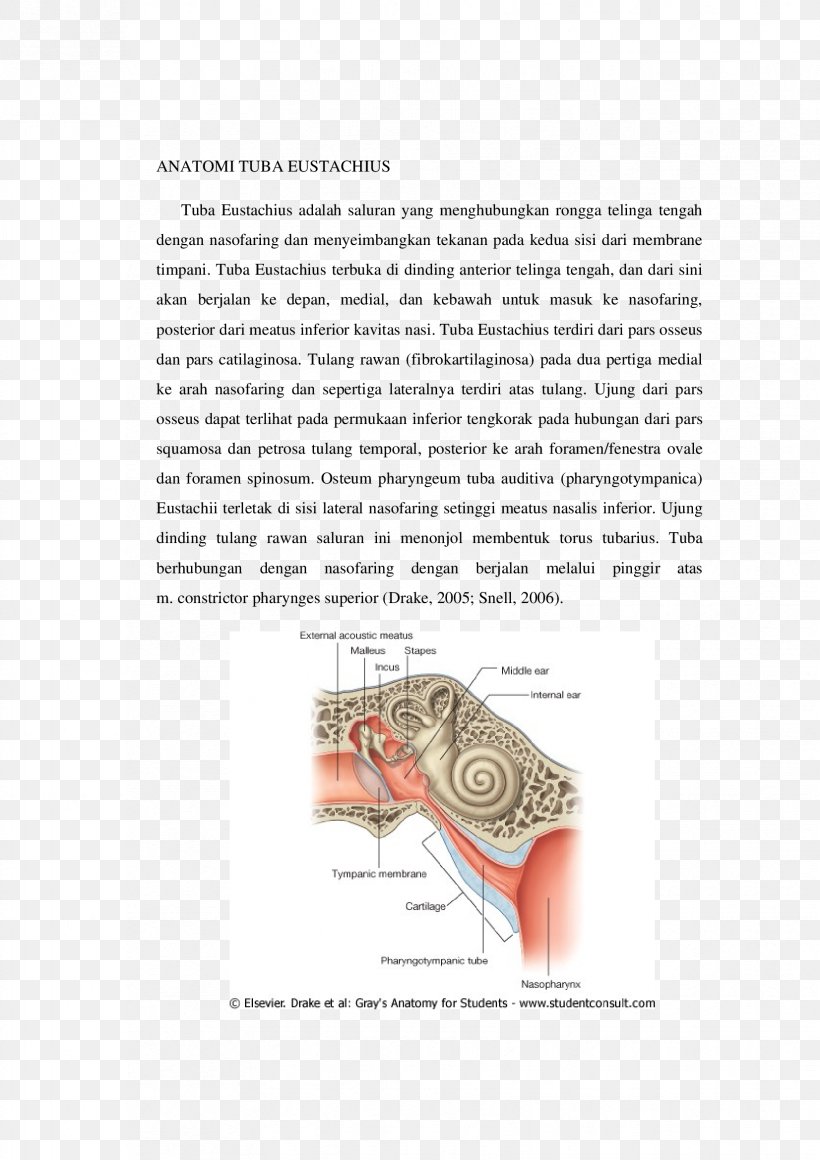 Eustachian Tube Anatomy Cartilage Palpation Ear, PNG, 1653x2339px, Watercolor, Cartoon, Flower, Frame, Heart Download Free
