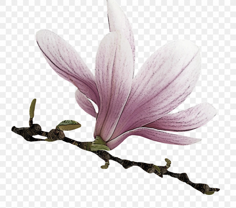 Flower Petal Plant Magnolia Family Magnolia, PNG, 2133x1882px, Flower, Crocus, Herbaceous Plant, Magnolia, Magnolia Family Download Free