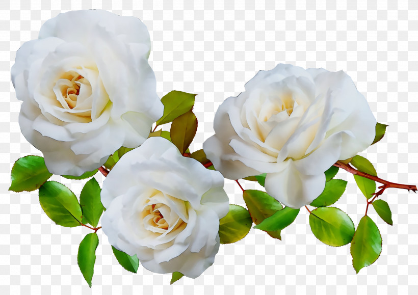 Garden Roses, PNG, 2560x1810px, Watercolor, Cabbage Rose, Floral Design, Floribunda, Flower Download Free