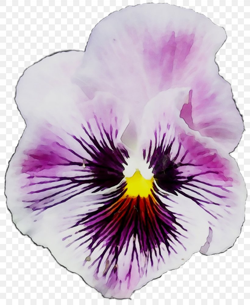 Pansy, PNG, 1025x1251px, Pansy, Cattleya, Flower, Flowering Plant, Morning Glory Download Free