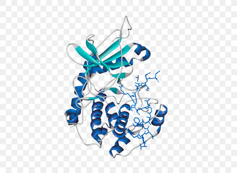 Protein Kinase A H-89 Glycogen, PNG, 600x600px, Protein Kinase A, Cyclic Adenosine Monophosphate, Enzyme Inhibitor, Glycogen, Human Download Free