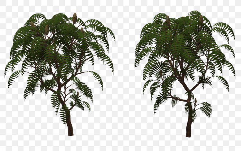 Rhus Typhina Tree Structure Babassu, PNG, 1024x645px, Rhus Typhina, Arecales, Art, Attalea Speciosa, Babassu Download Free