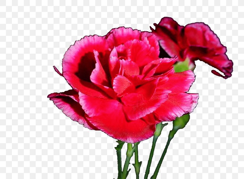 Carnation Cut Flowers Garden Roses Petal, PNG, 800x600px, Carnation, Annual Plant, Cut Flowers, Flower, Flowering Plant Download Free