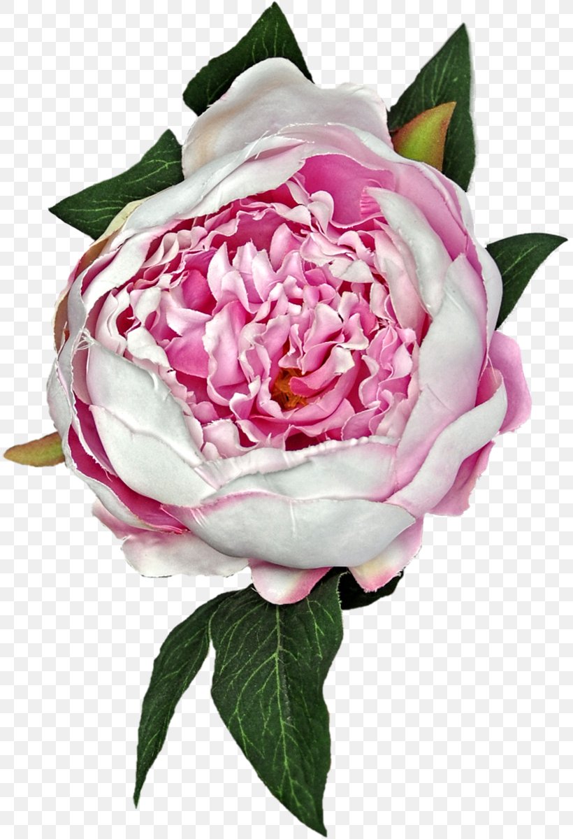 Centifolia Roses Garden Roses Flower Rosaceae Floribunda, PNG, 813x1200px, Centifolia Roses, Camellia, Cut Flowers, Floribunda, Flower Download Free
