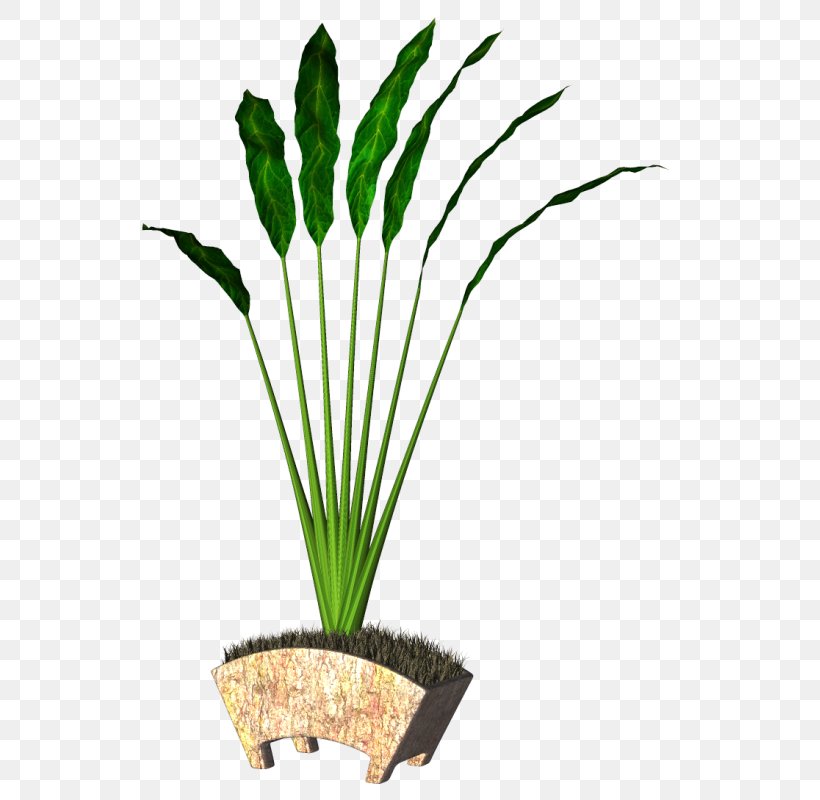 Flowerpot Ornamental Plant Leaf Plant Stem, PNG, 565x800px, Flowerpot, Aquarium Decor, Flower, Flowering Plant, Grass Download Free