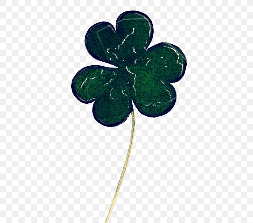 Shamrock, PNG, 558x720px, Green, Clover, Leaf, Plant, Shamrock Download Free