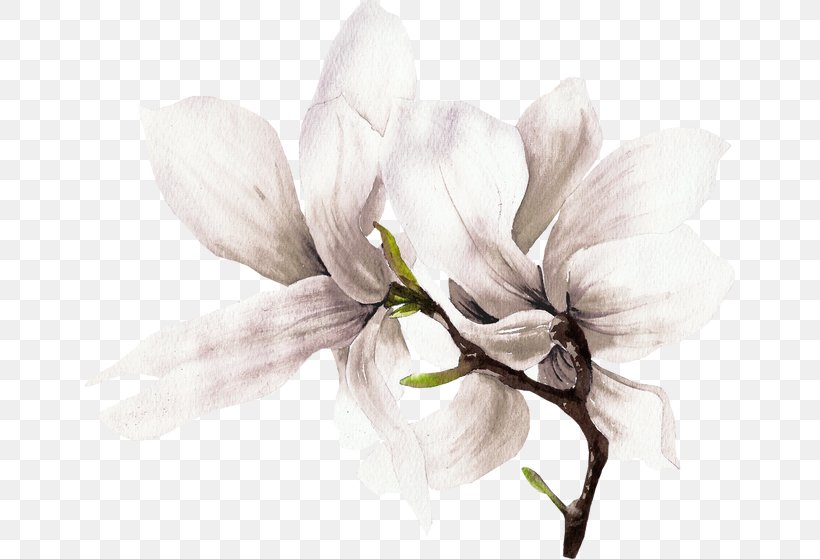 White Flowers, PNG, 650x559px, Painting, Art, Blossom, Branch, Craft Download Free