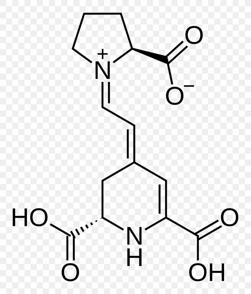 Acetylcysteine Essential Amino Acid Asparagine, PNG, 988x1155px, Acetylcysteine, Amino Acid, Area, Arginine, Asparagine Download Free