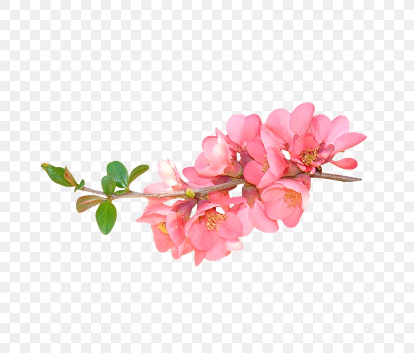 Flower Floral Design Clip Art, PNG, 700x700px, Flower, Artificial Flower, Blossom, Branch, Cherry Blossom Download Free