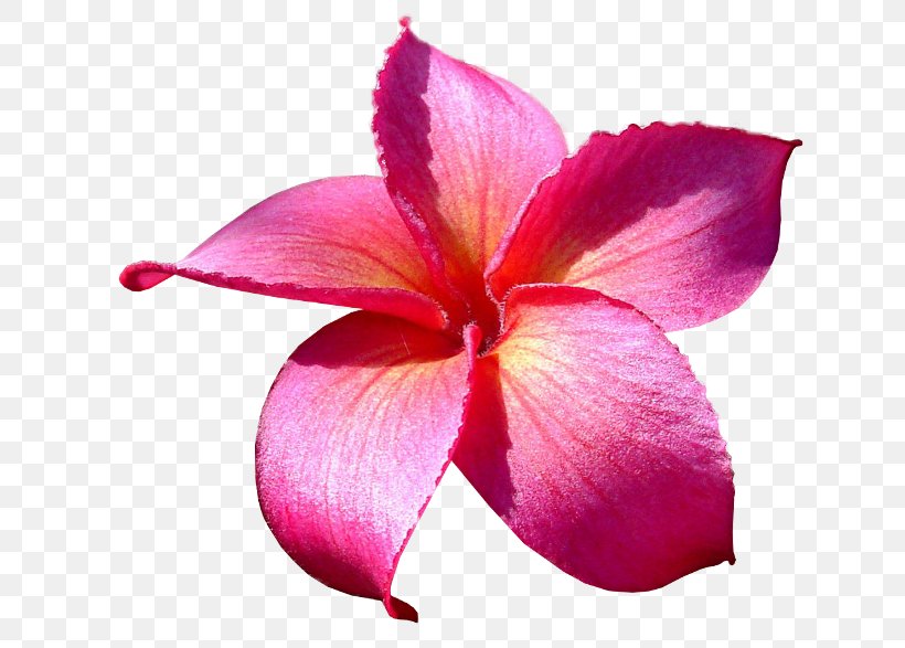 Flower Frangipani Clip Art, PNG, 650x587px, Flower, Blog, Flowering Plant, Frangipani, Hibiscus Download Free