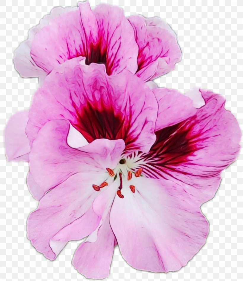 Flower Petal Pink Plant Violet, PNG, 1024x1184px, Watercolor, Flower, Geraniaceae, Geranium, Hibiscus Download Free