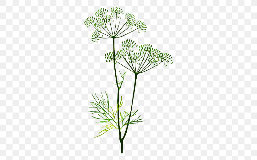 Plant Flower Heracleum (plant) Cow Parsley Parsley Family, PNG, 512x512px, Plant, Anthriscus, Cow Parsley, Flower, Heracleum Plant Download Free