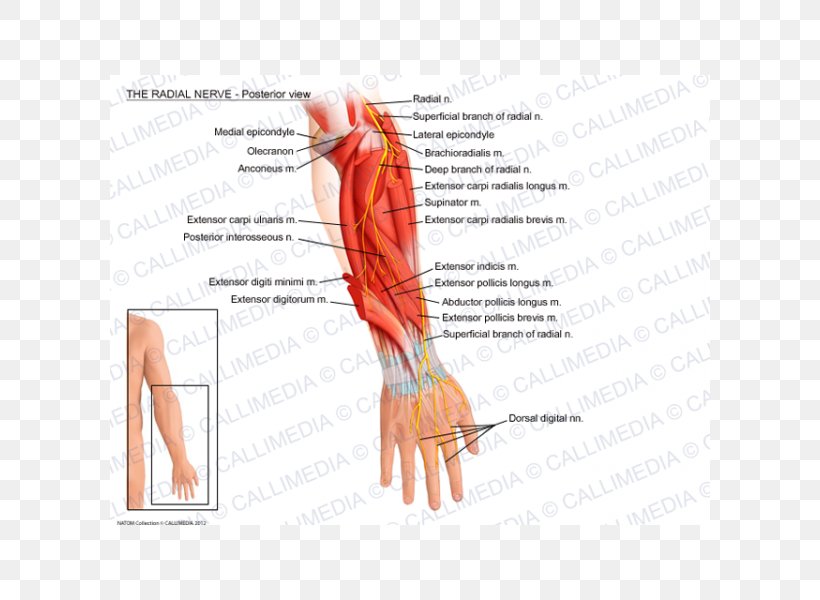 Thumb Radial Nerve Abductor Pollicis Longus Muscle Radial Artery, PNG, 600x600px, Watercolor, Cartoon, Flower, Frame, Heart Download Free