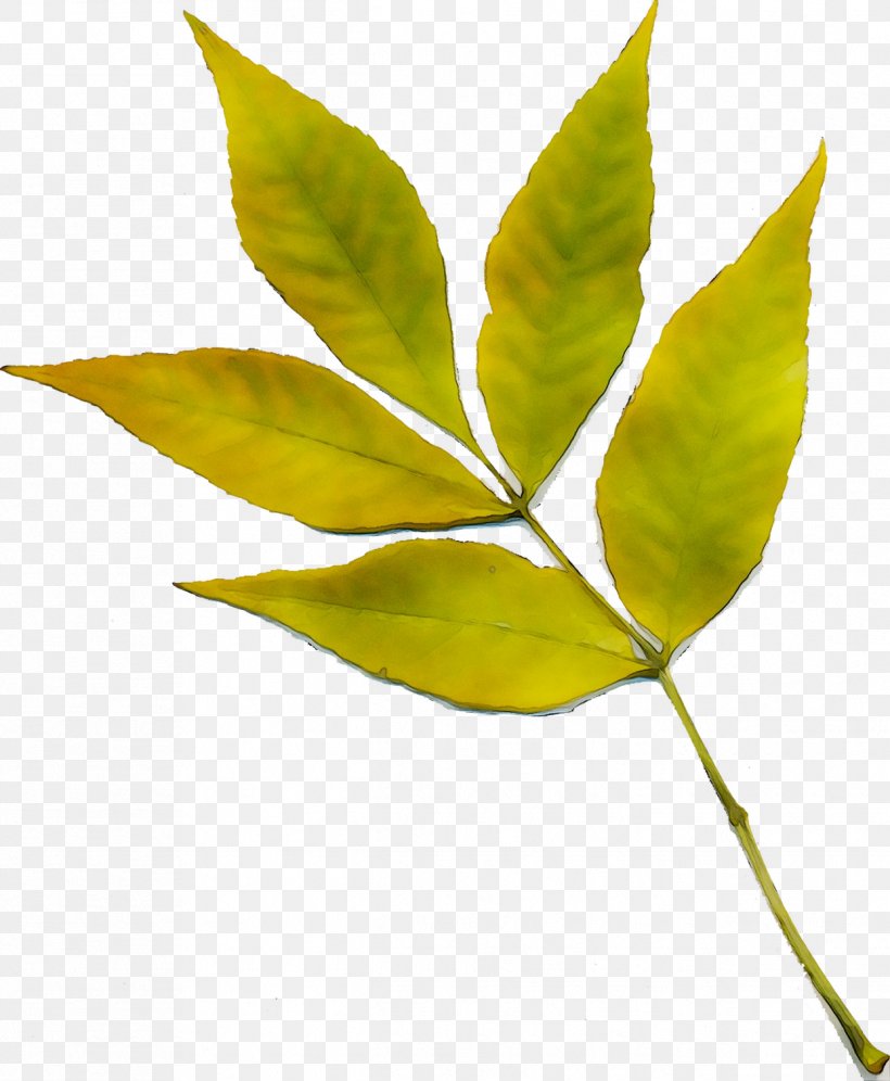 Twig Plant Stem Leaf Plants, PNG, 1243x1510px, Twig, Botany, Flower, Flowering Plant, Leaf Download Free