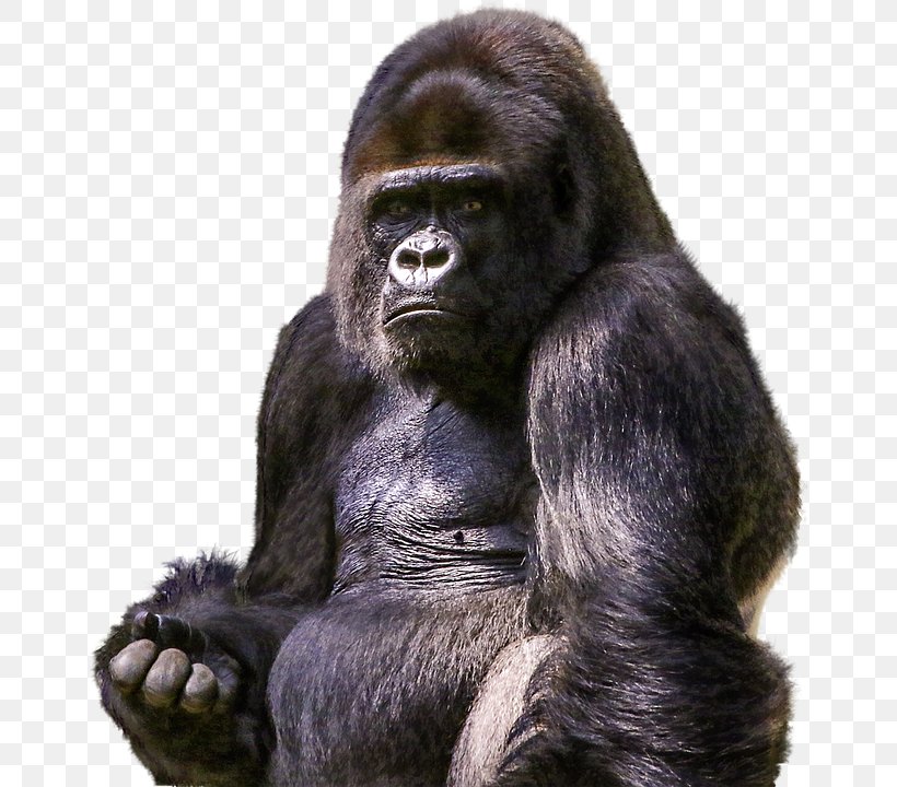 Ape Chimpanzee Primate, PNG, 660x720px, Gorilla, Animal, Chimpanzee, Common Chimpanzee, Fauna Download Free