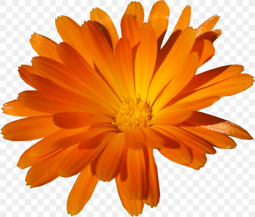 Clip Art, PNG, 1202x1024px, Tiff, Annual Plant, Calendula, Chrysanthemum, Chrysanths Download Free
