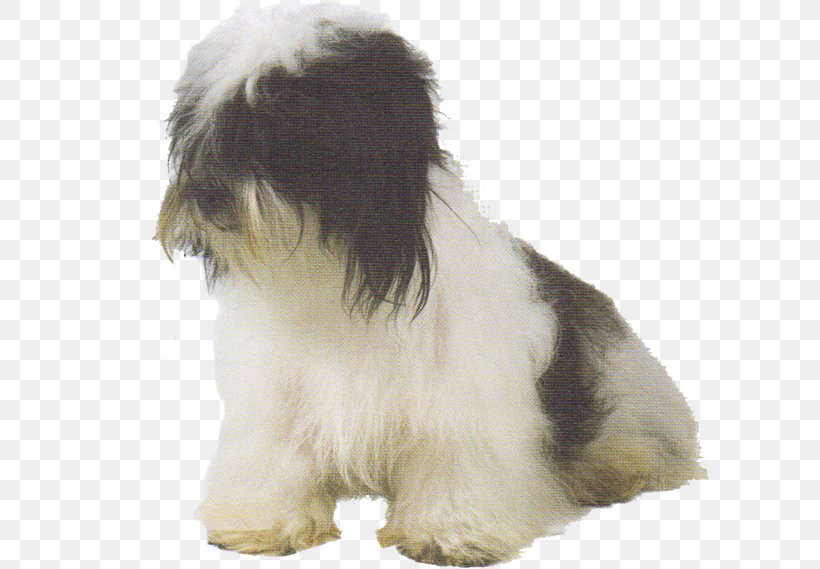 Lhasa Apso Tibetan Terrier Shih Tzu Havanese Dog Little Lion Dog, PNG, 600x569px, Lhasa Apso, Breed, Carnivoran, Companion Dog, Dog Download Free