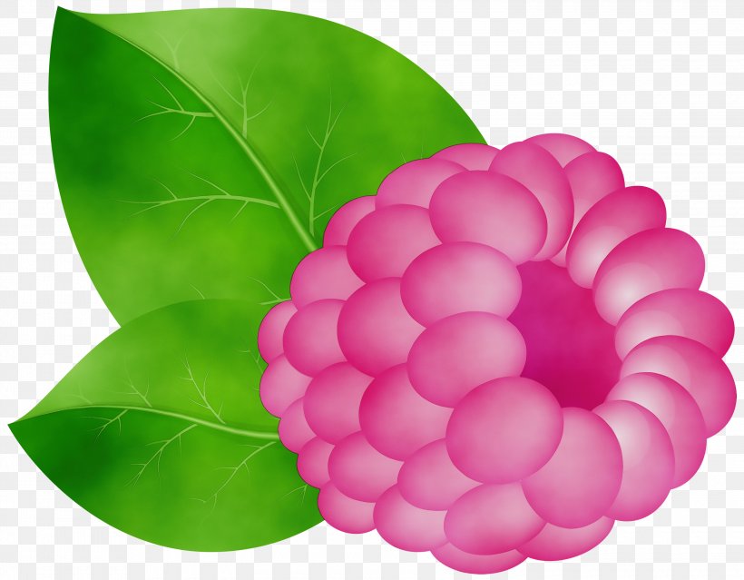 Pink Flower Cartoon, PNG, 3000x2341px, Watercolor, Camellia, Closeup, Dahlia, Flower Download Free