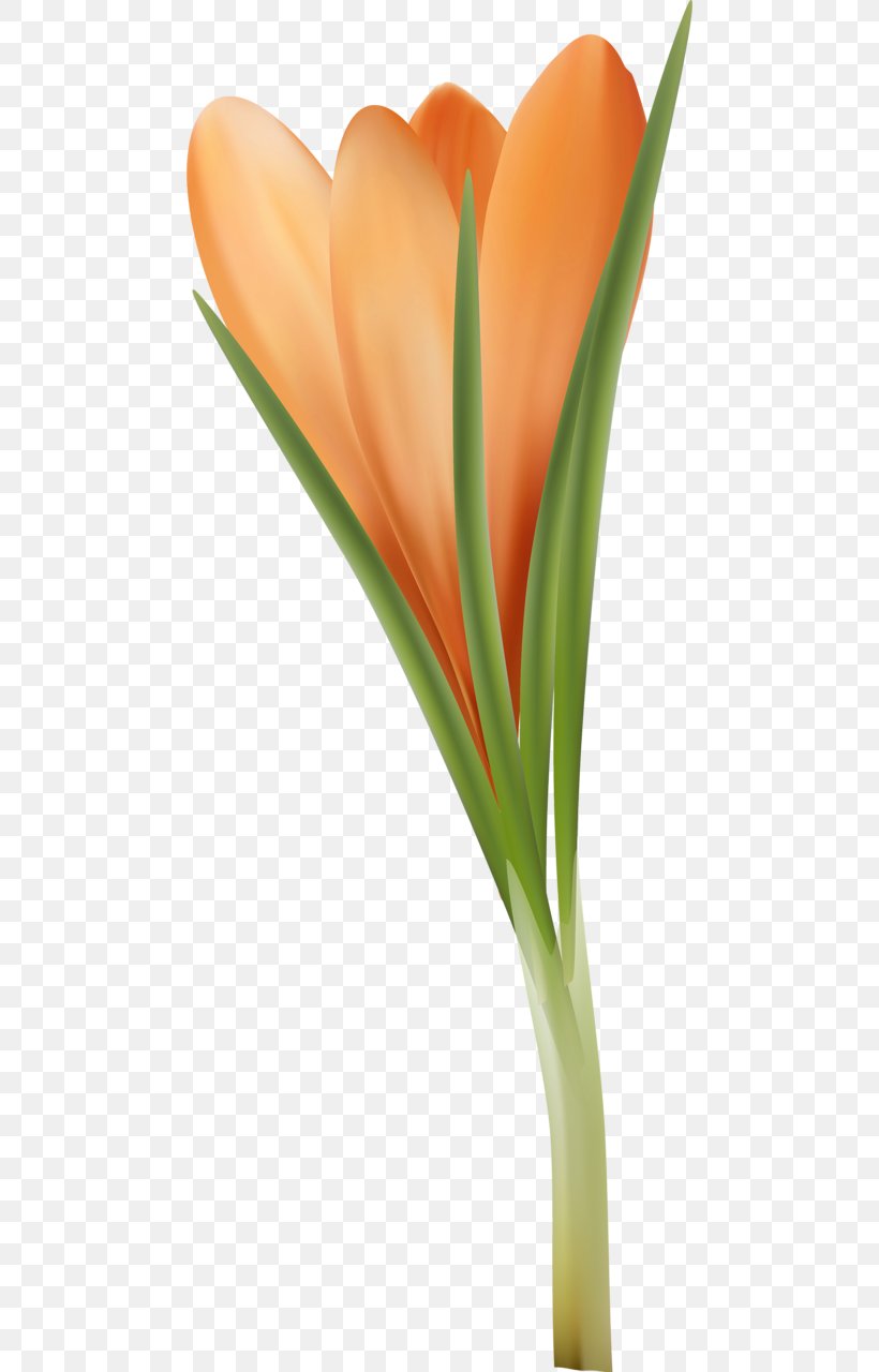 Tulip Orange Flower Petal Clip Art, PNG, 472x1280px, Tulip, Blue, Chrysanthemum, Close Up, Cut Flowers Download Free