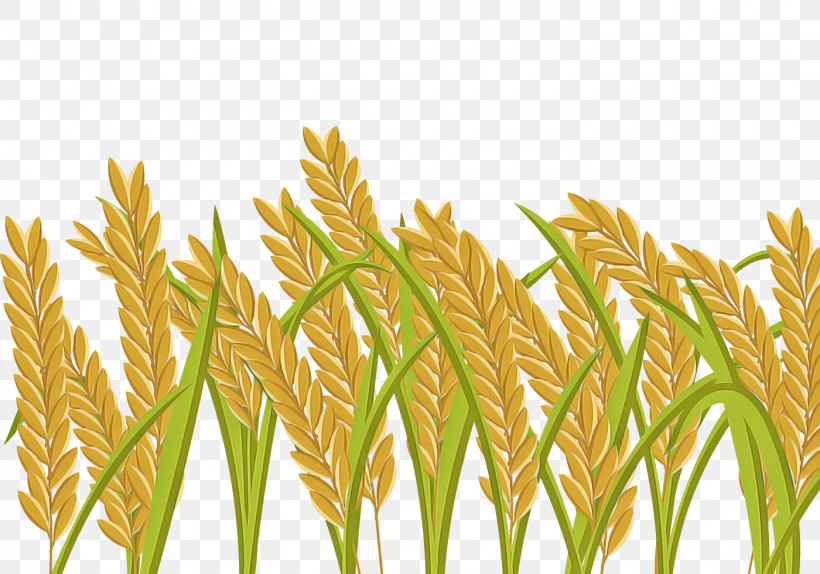 Wheat, PNG, 1400x980px, Grass, Crop, Elymus Repens, Food Grain, Grass Family Download Free