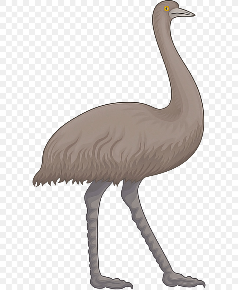 Bird Greater Flamingo Ratite Crane-like Bird Beak, PNG, 596x1000px, Bird, Beak, Cranelike Bird, Emu, Flightless Bird Download Free