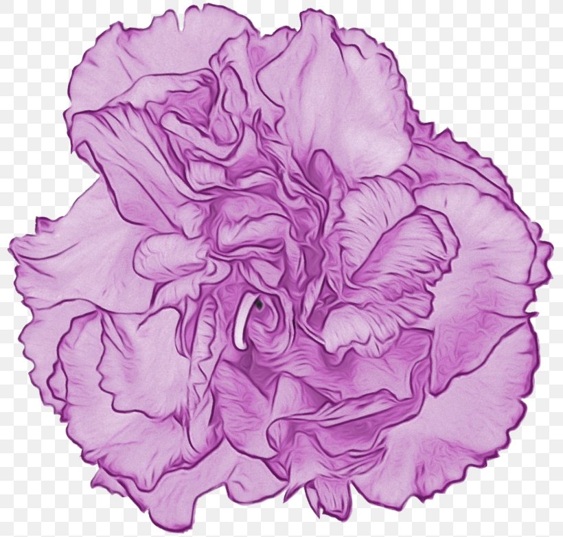 Cabbage Rose Cut Flowers Carnation Petal Pink M, PNG, 800x782px, Cabbage Rose, Botany, Cabbage, Carnation, Cut Flowers Download Free