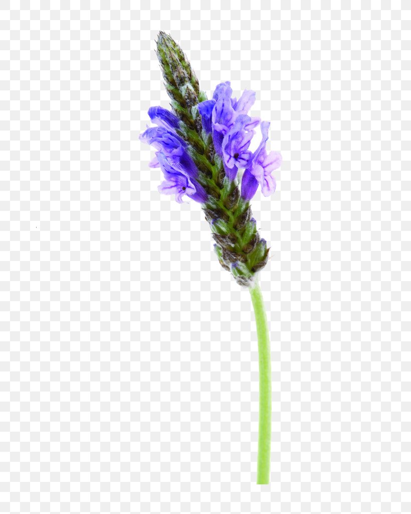 English Lavender Image File Formats Purple, PNG, 683x1024px, English Lavender, Flower, Flowering Plant, French Lavender, Image File Formats Download Free