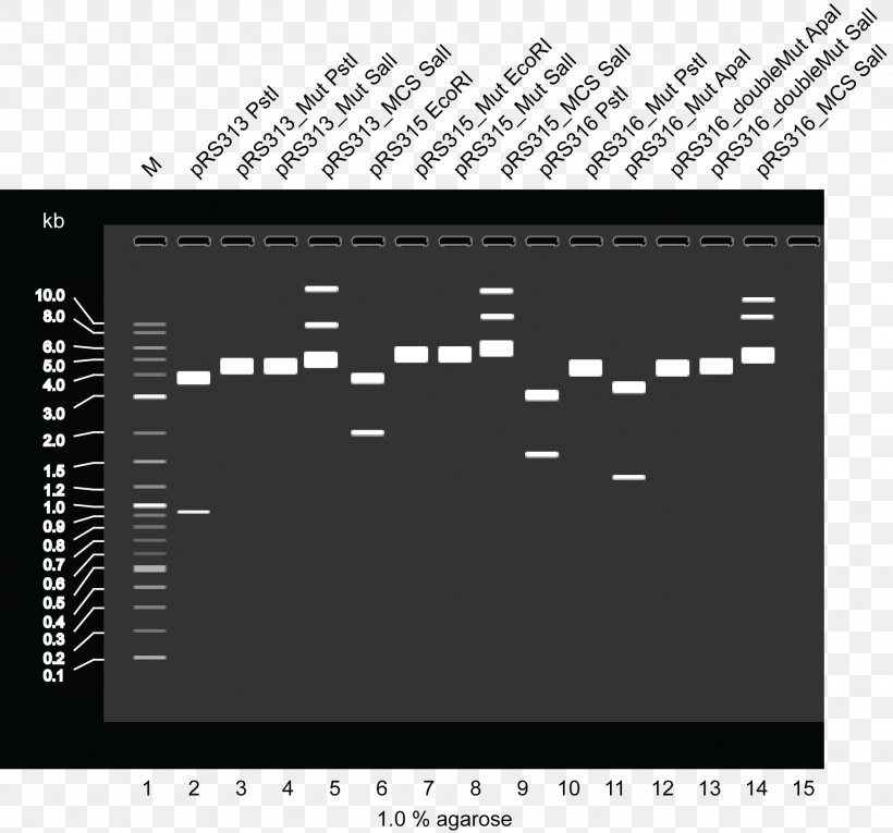 International Genetically Engineered Machine Plasmid Restriction Site Restriction Enzyme Agarose, PNG, 1946x1816px, Plasmid, Agarose, Agarose Gel Electrophoresis, Audio Receiver, Black Download Free