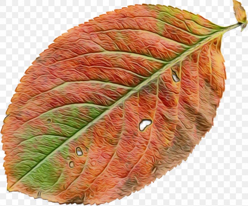 Leaf, PNG, 865x720px, Leaf, Botany, Flower, Orange, Plant Download Free