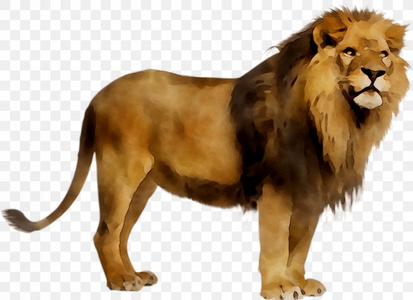 Lion Stock Photography Royalty-free Image, PNG, 1238x901px, Lion, Animal Figure, Big Cats, Carnivore, Felidae Download Free