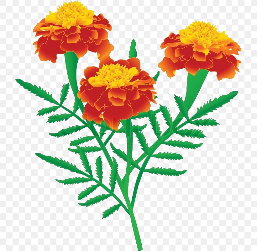 Marigold Drawing Stock Photography Clip Art, PNG, 722x800px, Marigold, Annual Plant, Calendula, Calendula Officinalis, Cut Flowers Download Free