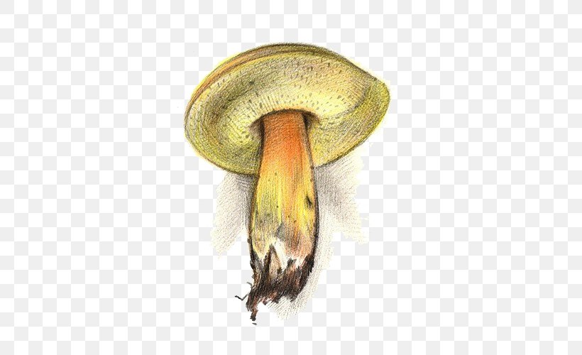 Mushroom Fungus Yellow, PNG, 500x500px, Mushroom, Food, Fungus, Mushroom Poisoning, Yellow Download Free