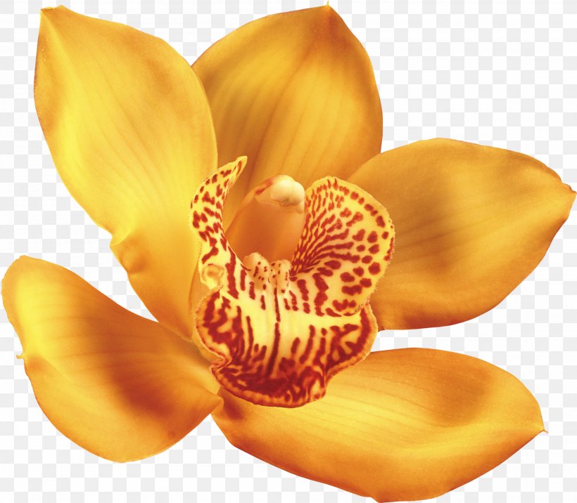 Clip Art Image Flower Beautiful Orchids, PNG, 2000x1748px, Flower, Beautiful Orchids, Color, Crimson Cattleya, Cypripedium Montanum Download Free