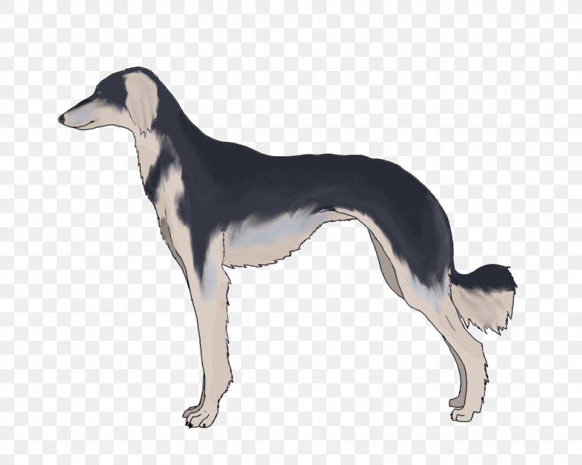 Saluki Spanish Greyhound Sloughi Whippet, PNG, 1024x819px, Saluki, American Staghound, Animal Sports, Borzoi, Breed Download Free