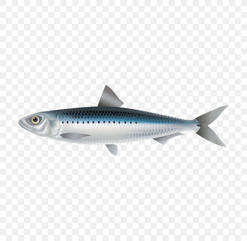 Sardine Crucian Carp Fish Mackerel, PNG, 800x800px, Sardine, Bony Fish, Carassius, Crucian Carp, Fish Download Free