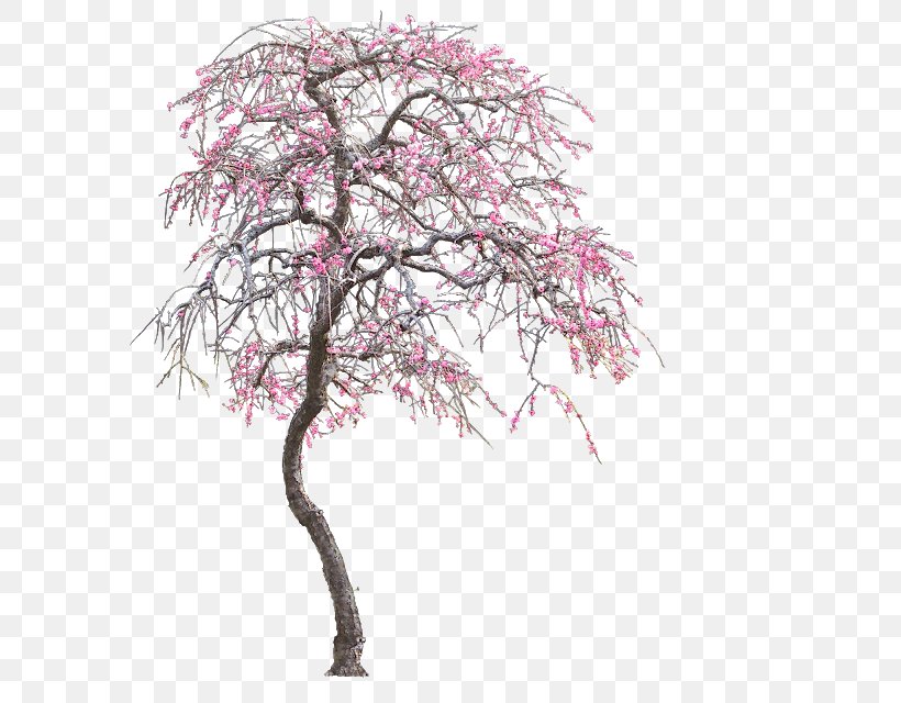 Tree Clip Art, PNG, 591x640px, Tree, Blossom, Branch, Cherry Blossom, Flower Download Free